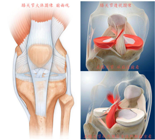 护膝关节套是什么原理_正常膝关节是什么样子